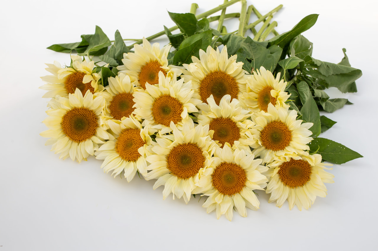 Auringonkukka ProCut White Lite, Loukykvět