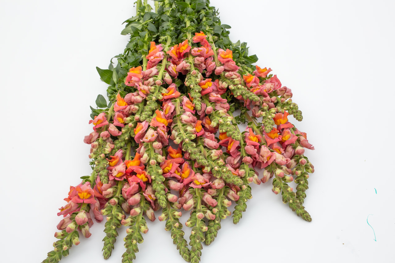 Leijonankita Potomac Orange, Loukykvět