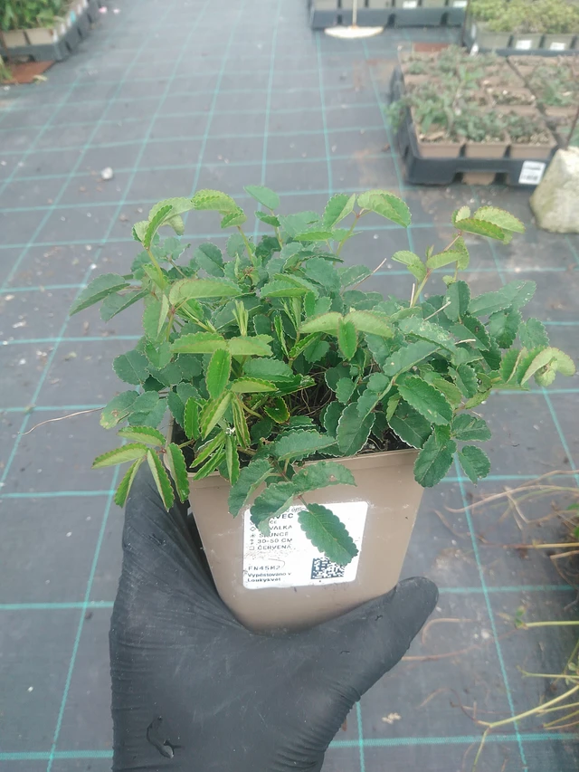 Luppio Tanna - 10. 9. 2025