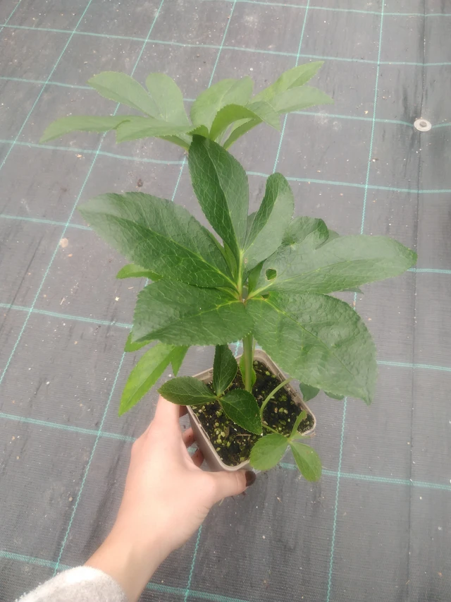 Jouluruusu Pretty Ellen White Spotted - 2024