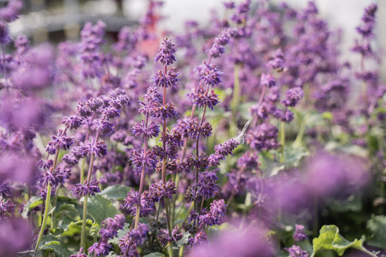 Salvia verticillata Purple Rain, Loukykvět