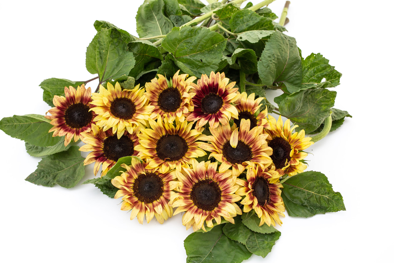 Auringonkukka ProCut Red Lemon BiColor, Loukykvět