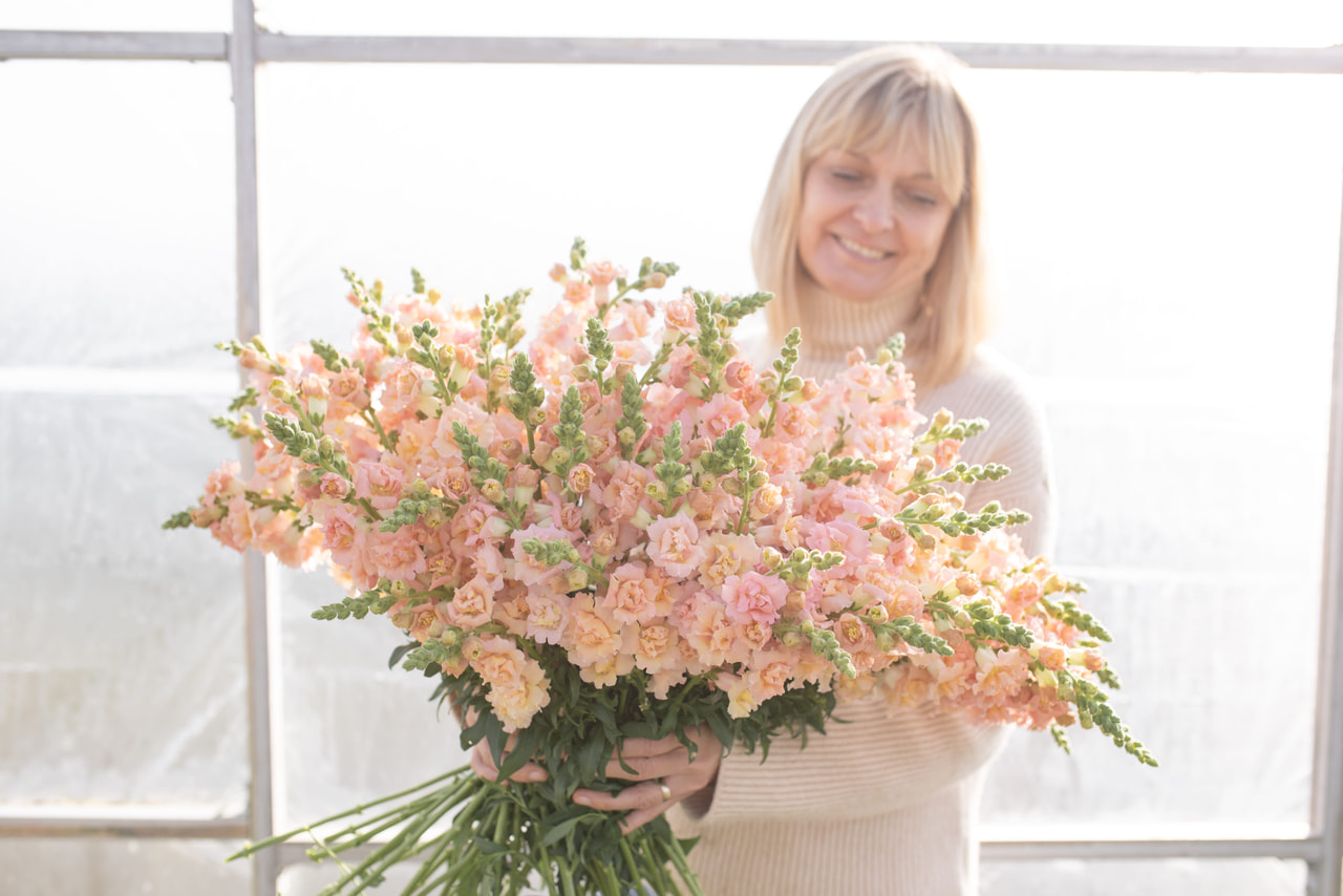 Leijonankita Snapstar Champagne, Loukykvět