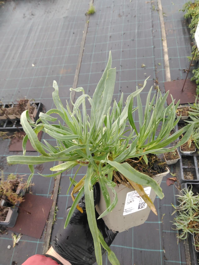 Morsiusharso Bristol Fairy - 23. 10. 2025