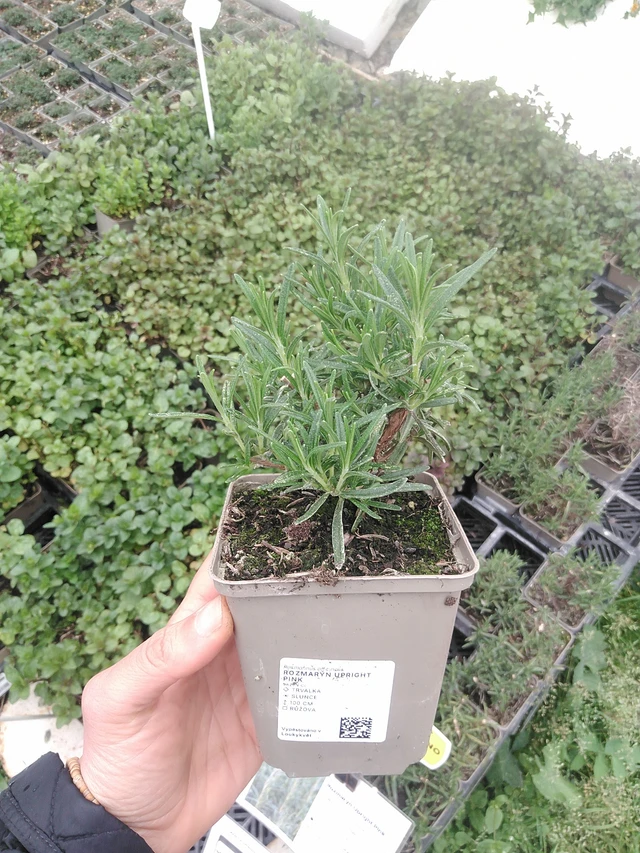 Romero Upright Pink - 20. 4. 2026