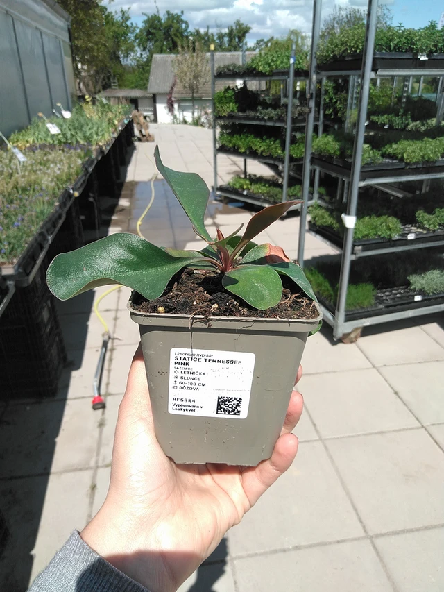 Estatice Tennessee Pink - 15. 5. 2025