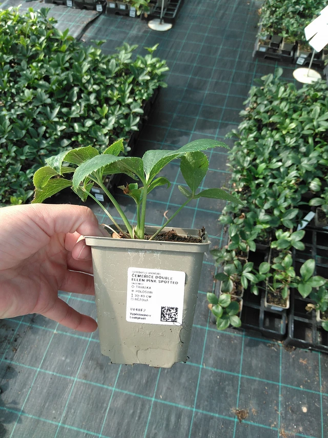 Jouluruusu Double Ellen Pink Spotted - 11. 7. 2025