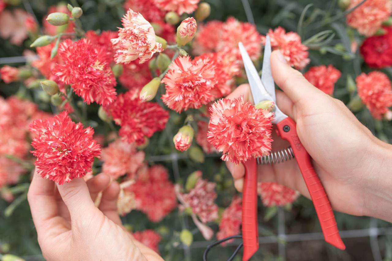 Nellike Chabaud Orange Sherbet, Loukykvět