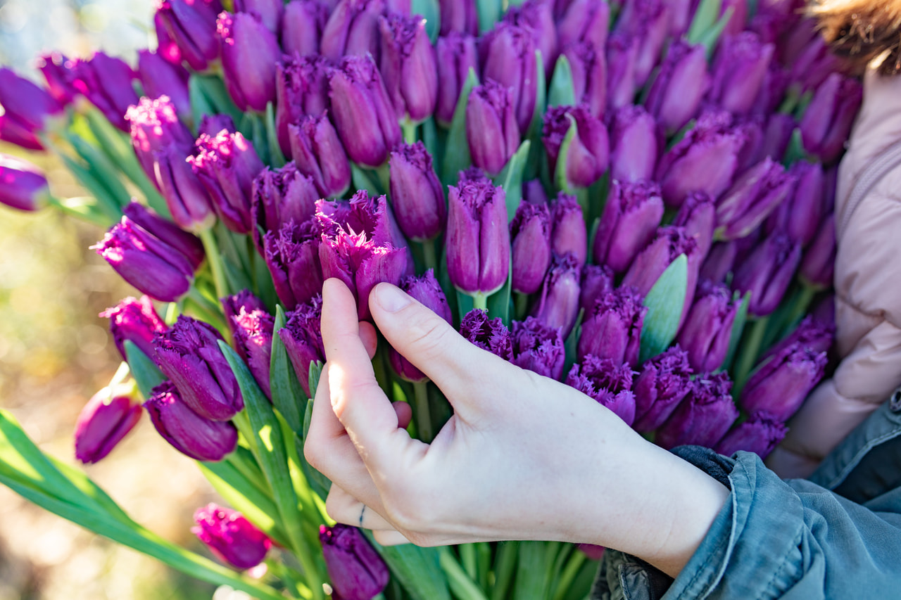 Tulppaani San Luiz, Loukykvět