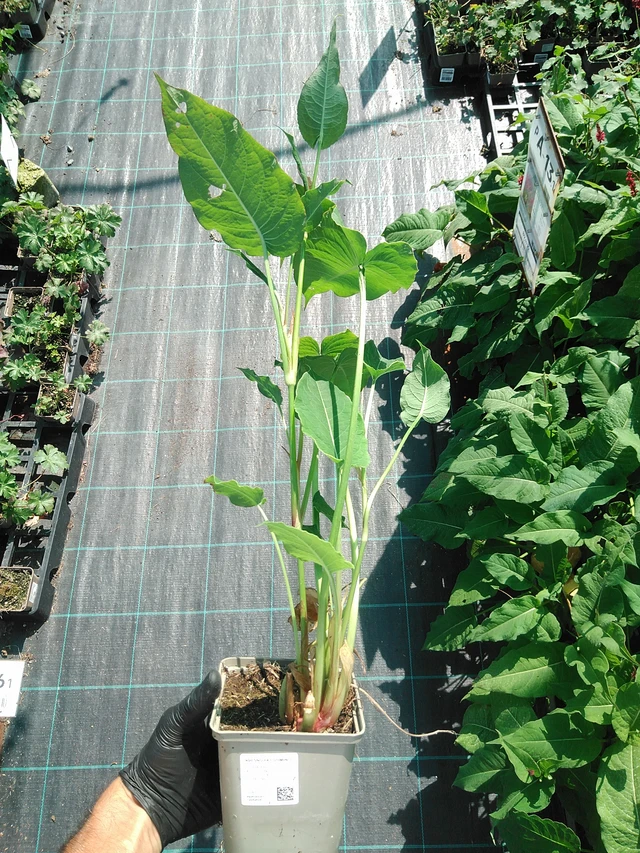 Konnantatar Fat Domino - 19. 8. 2025