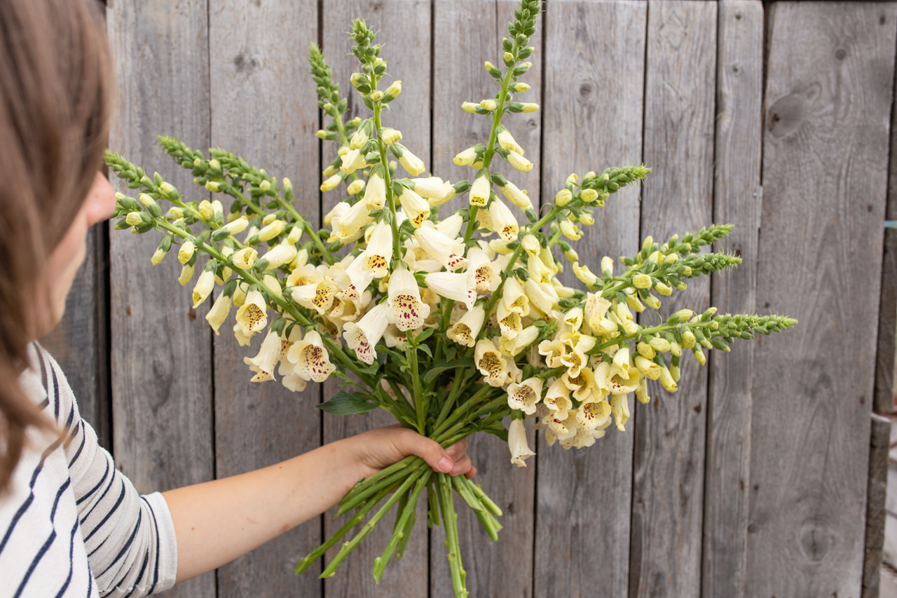 Dedalera Dalmatian Crème, Loukykvět