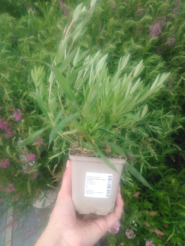 Rantakukka Pink Tails - 2024