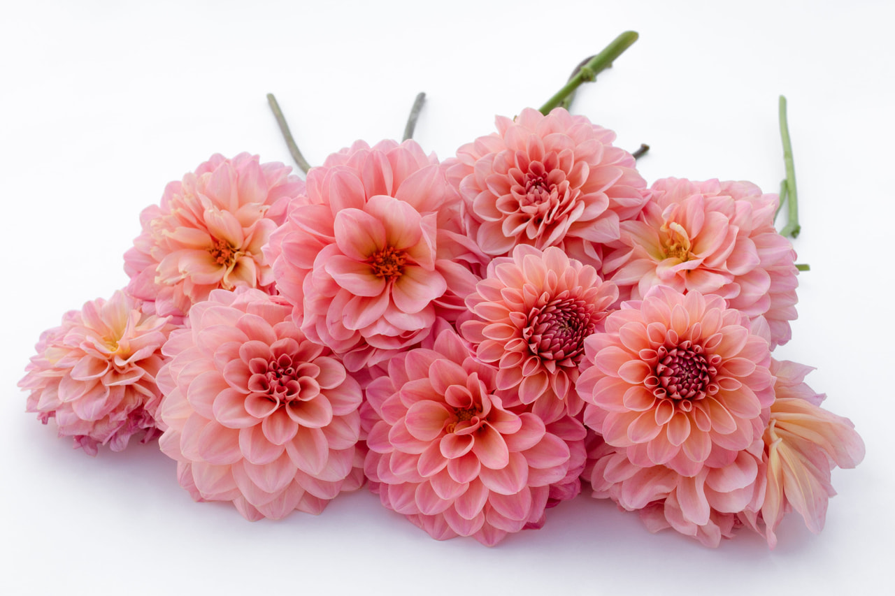 Dalia Doris Duke, Loukykvět