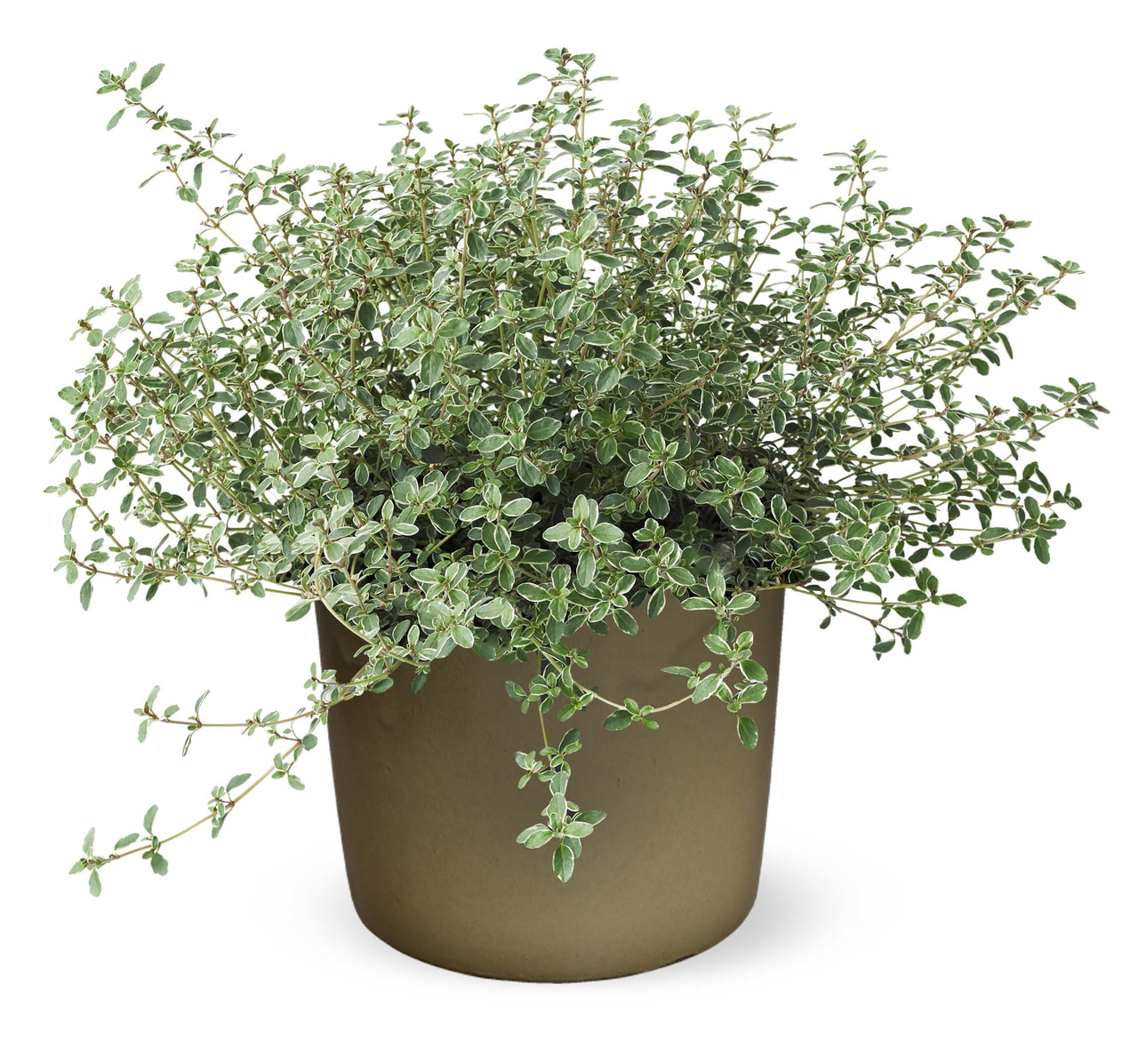 Ajuruoho Silver King, Loukykvět