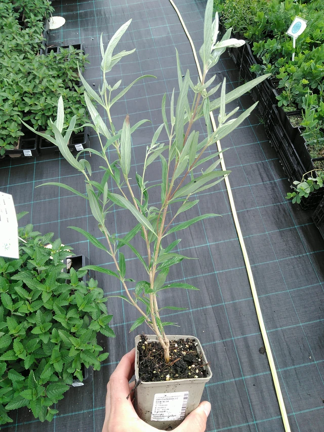 Caryopteris Kew Blue - 28. 7. 2025