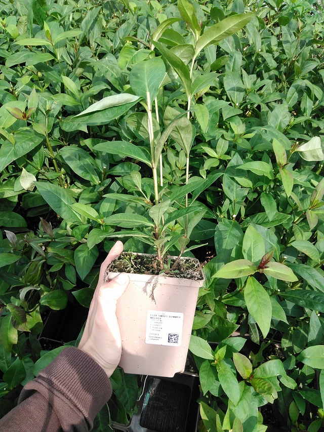 Leimu Sweet Summer Melody - 9. 6. 2025