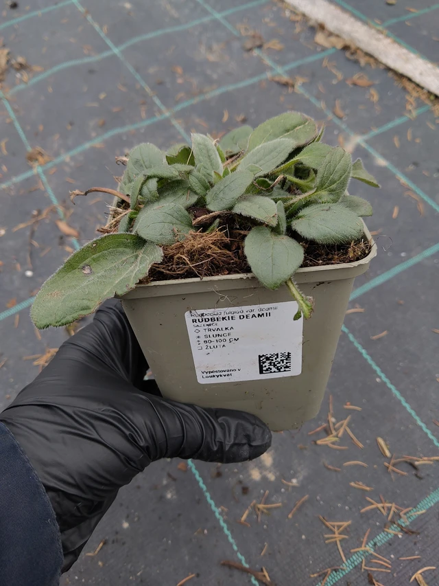 Päivänhattu Deamii - 31. 3. 2026