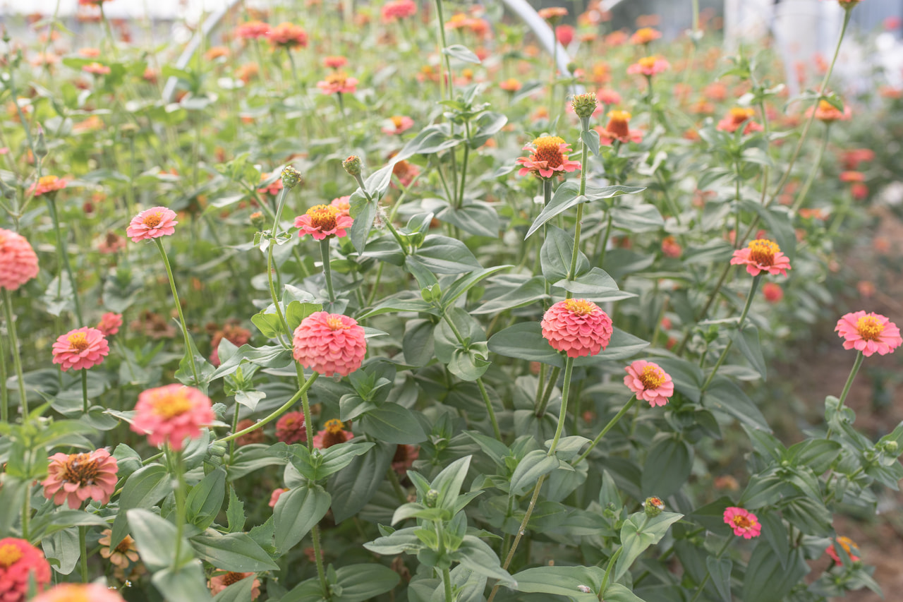 Zinnia Lilliput Salmon, Loukykvět