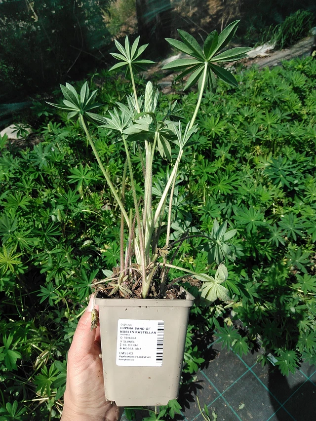 Lupiini Band of Nobles Kastellan - 13. 5. 2025