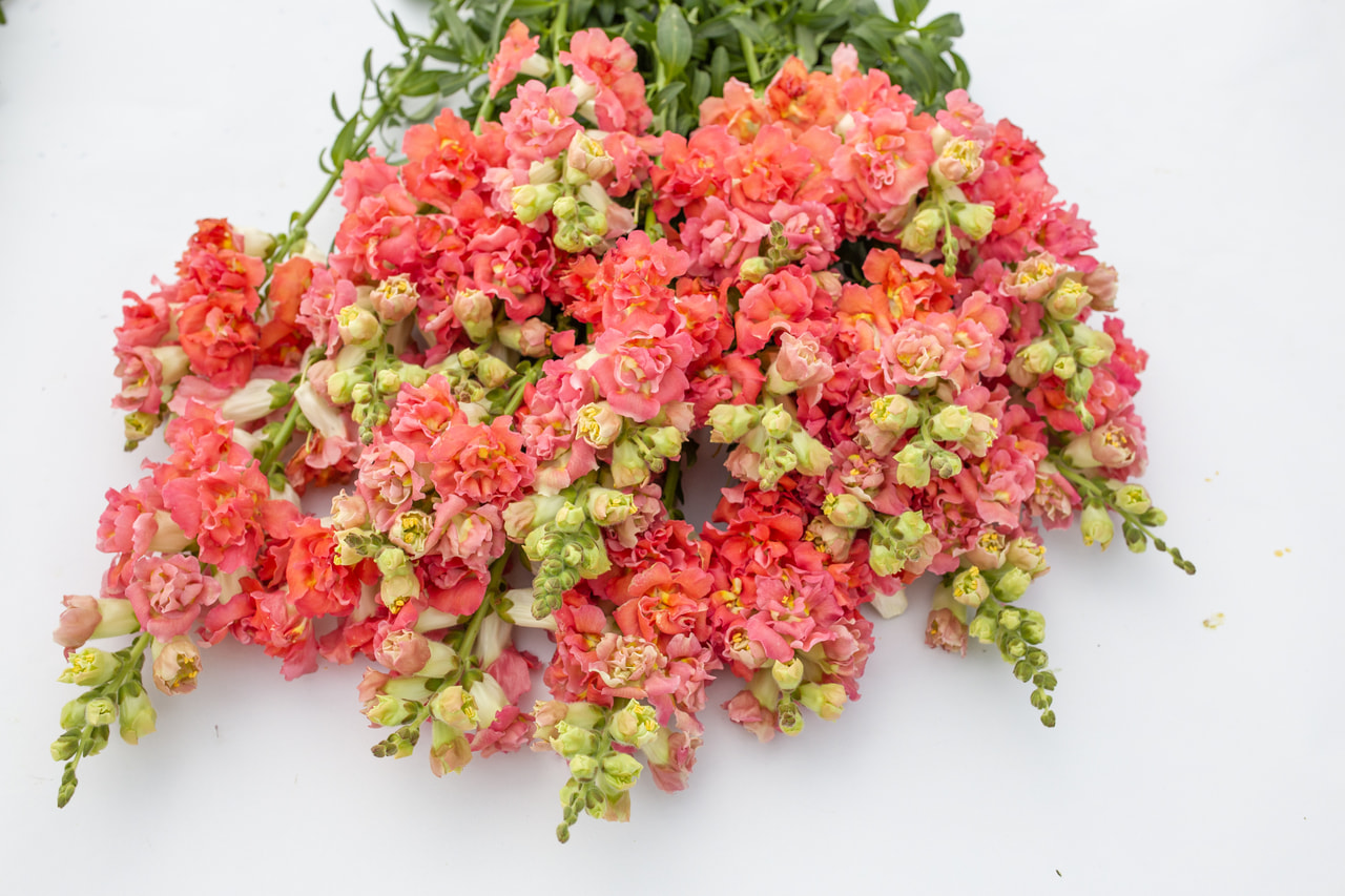 Leijonankita Madame Butterfly Bronze&White, Loukykvět