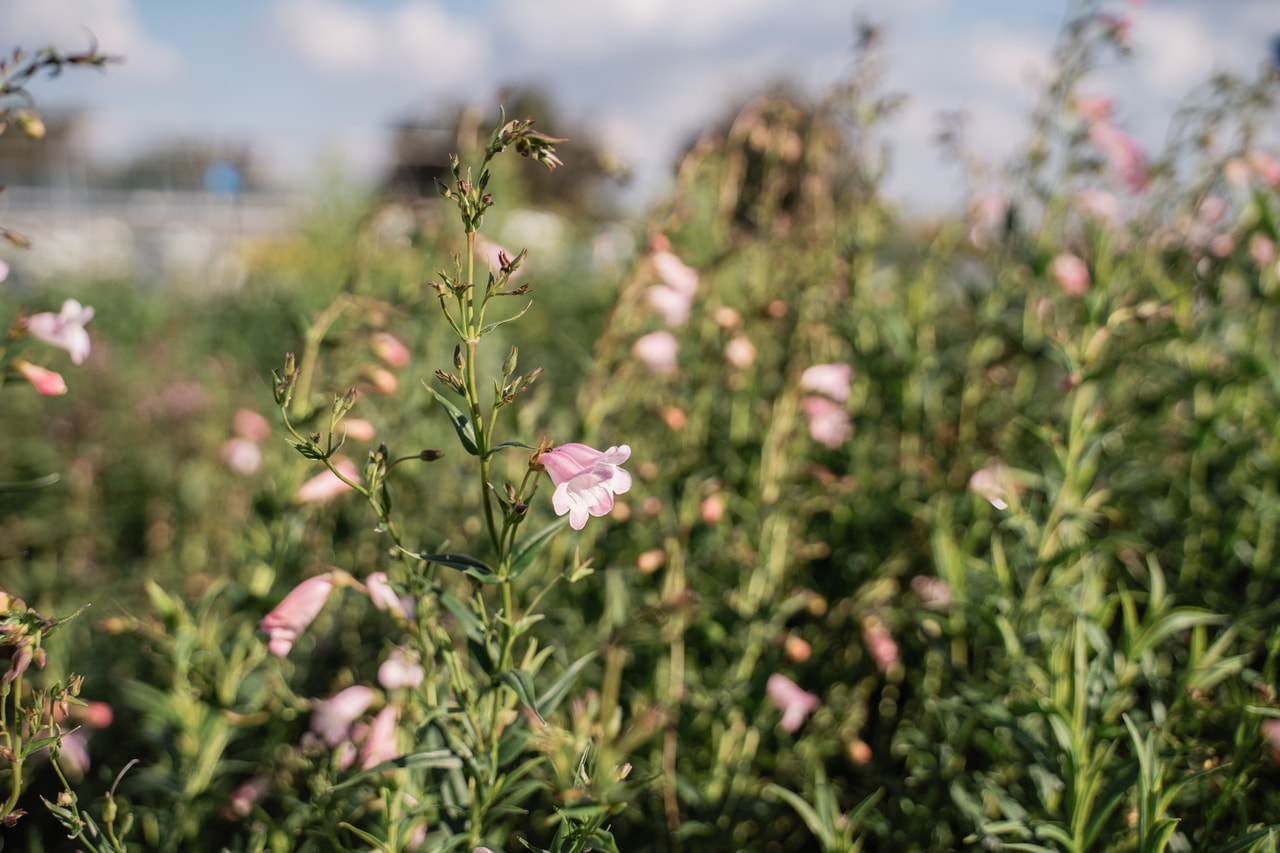 Pipo Apple Blossom, Loukykvět