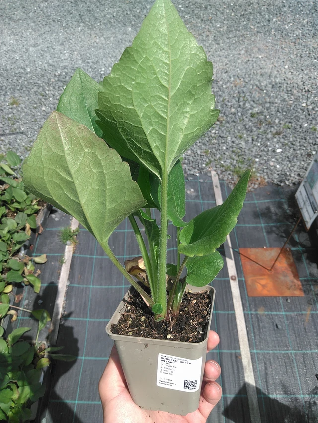 Päivänhattu Green Wizard - 24. 6. 2025