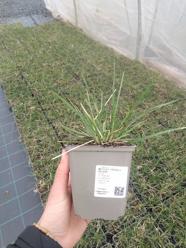 Metlice trsnatá Palava - 20. 4. 2026