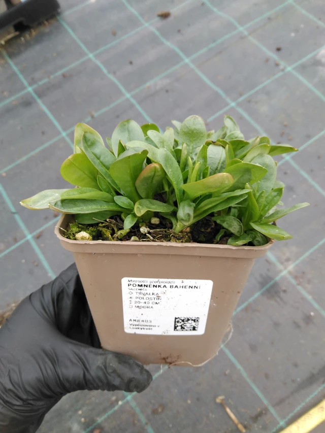 Luhtalemmikki - 1. 4. 2026