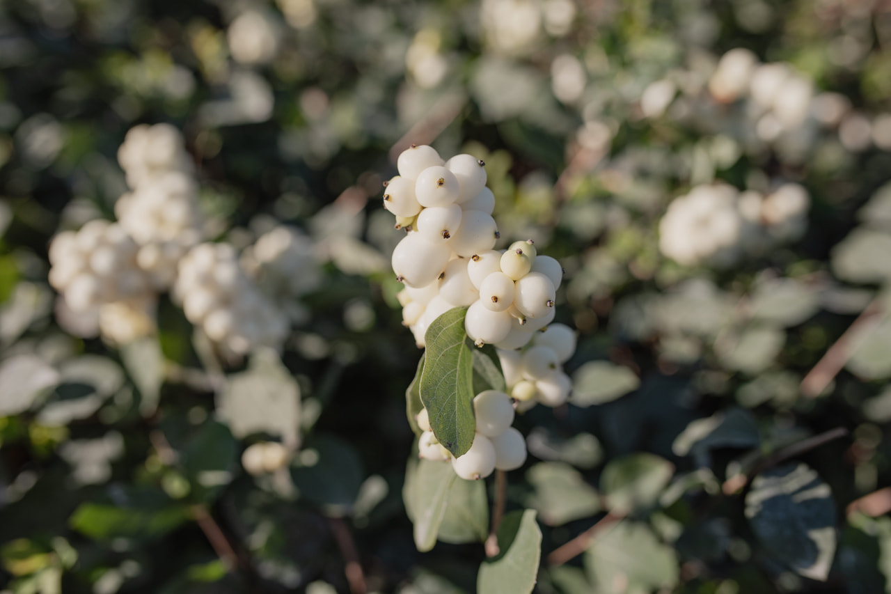Symphoricarpos Magical Avalanche, Loukykvět