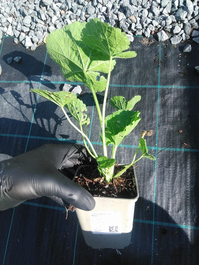 Malva real Chaters White - 1. 9. 2025