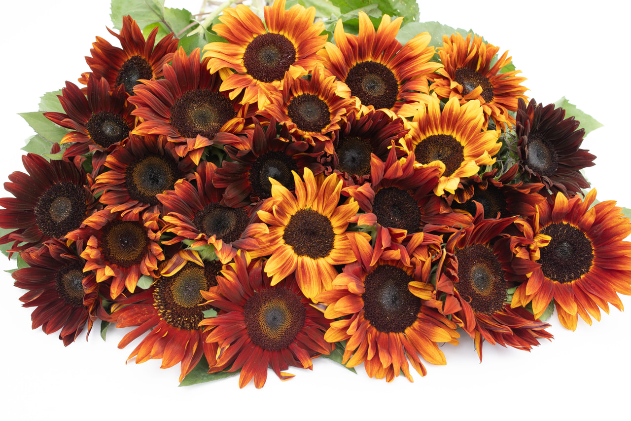 Zonnebloem Claret, Loukykvět