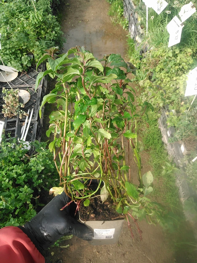 Basilikaminttu - 13. 10. 2025