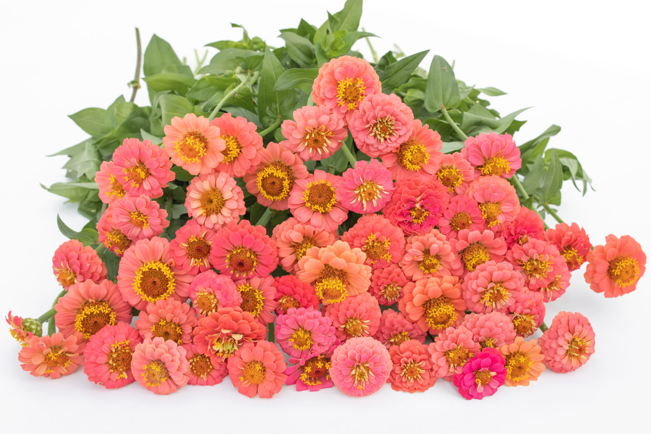 Zinnia Lilliput Salmon, Loukykvět