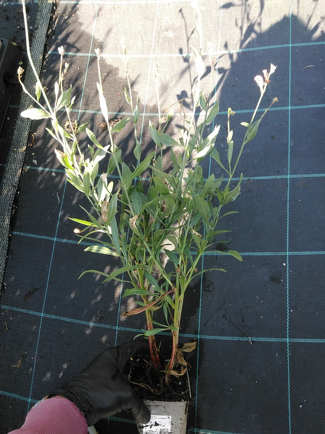 Kesäkynttilä Summer Breeze - 19. 8. 2025