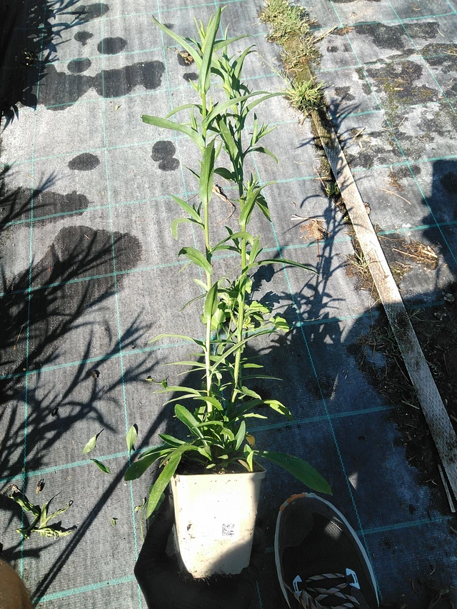 Asteri Primavera - 19. 8. 2025