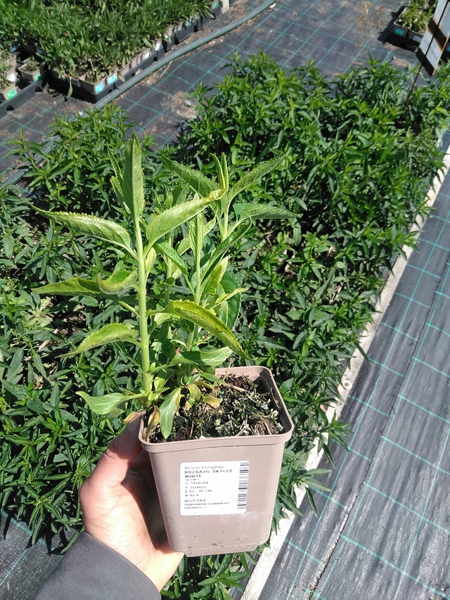 Tädyke Skyler White - 13. 5. 2025