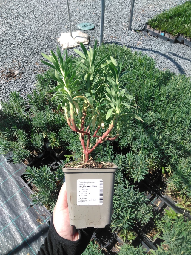 Euphorbia Wulfenii - 13. 5. 2025