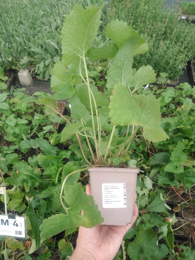 Paloyrtti Tuberosa - 2024