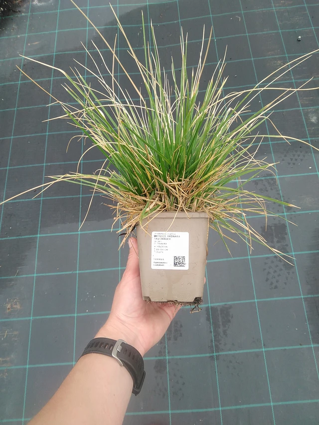Metlice trsnatá Tauträger - 3. 6. 2026