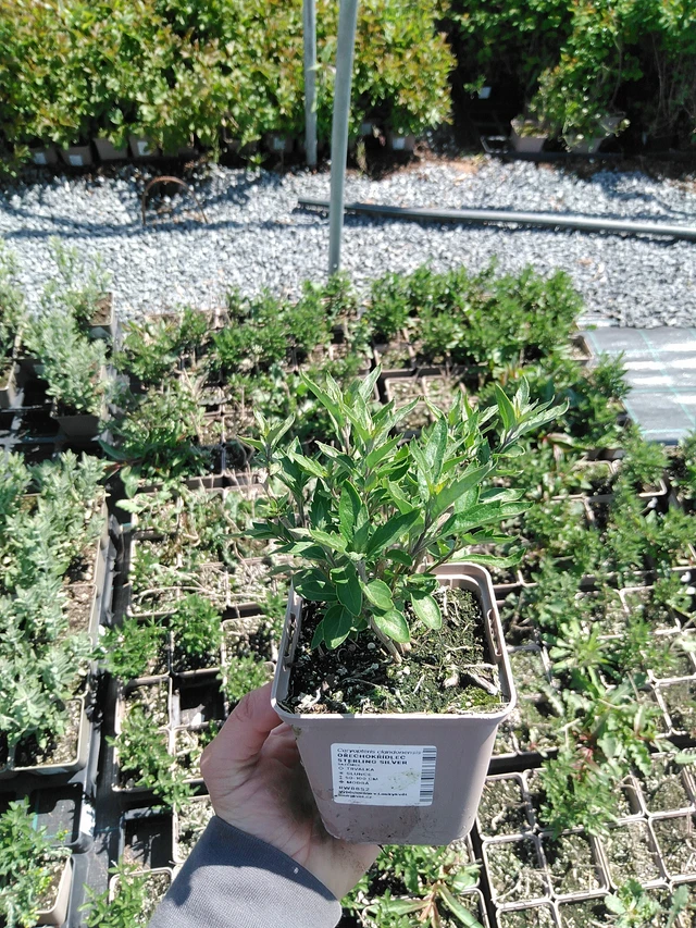 Caryopteris Sterling Silver - 13. 5. 2025