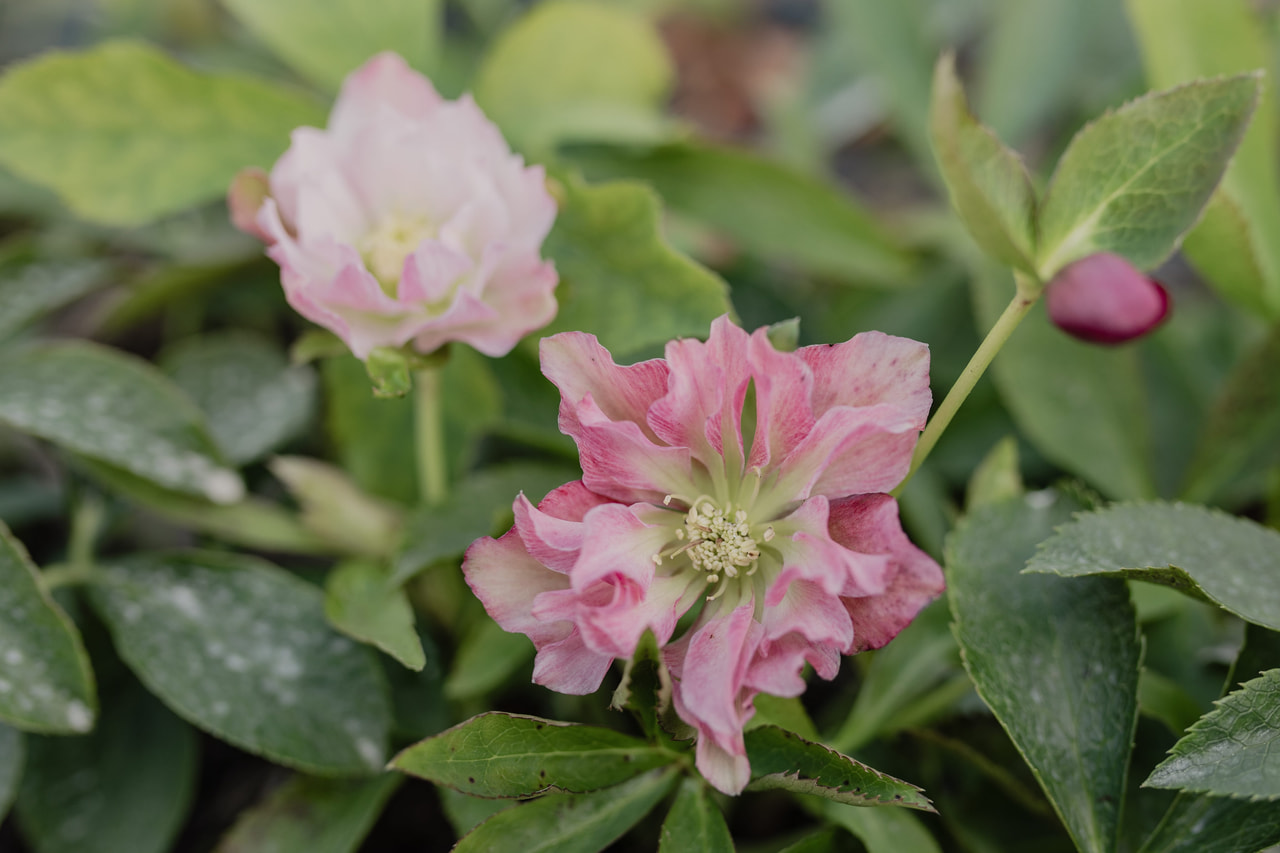 Jouluruusu Double Ellen Pink, Loukykvět