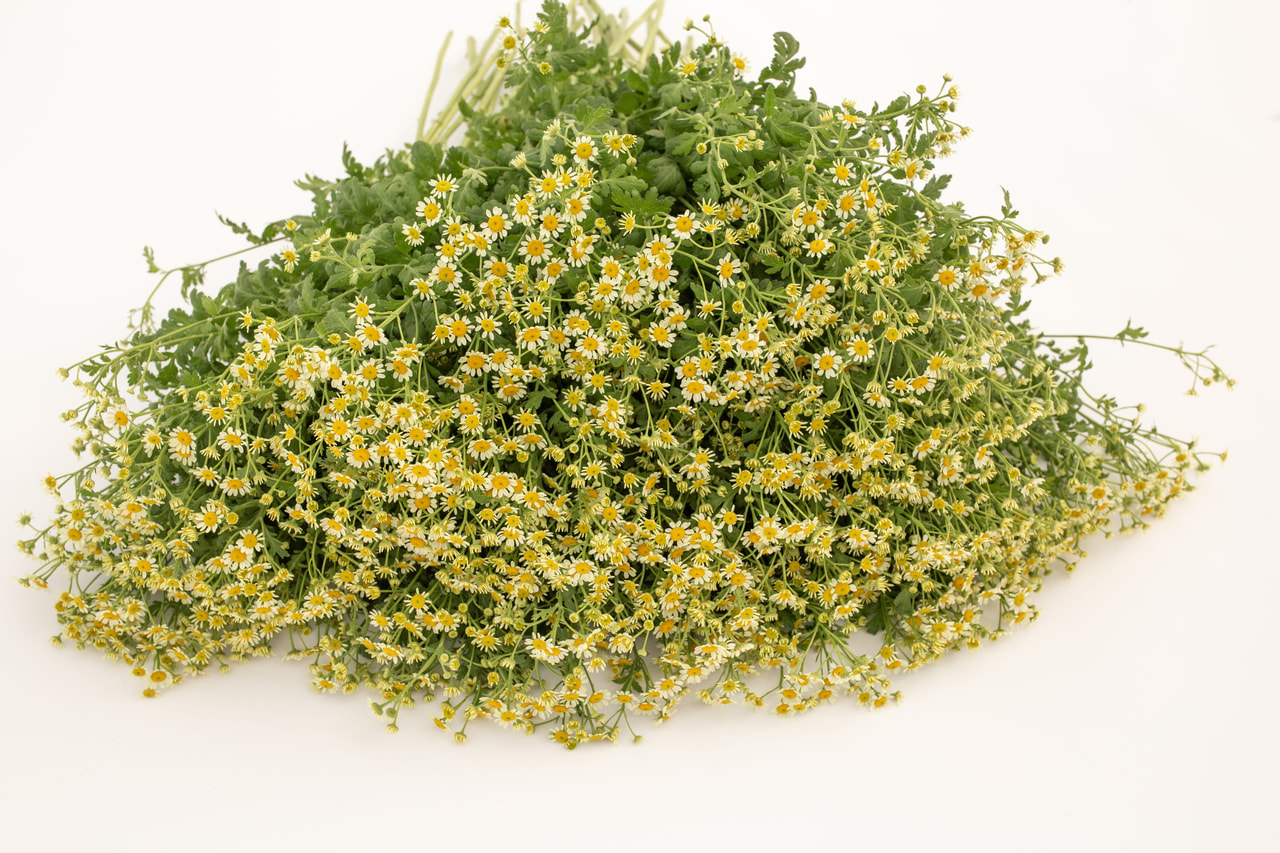 Reunuspietaryrtti Camilla, Loukykvět