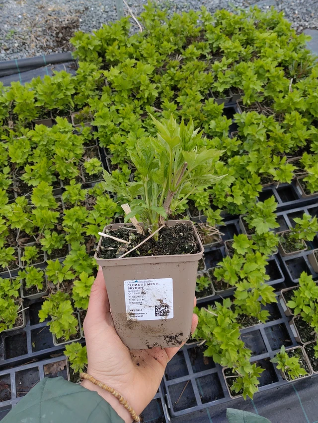 Kärhö Mrs R. Brydon - 21. 4. 2026