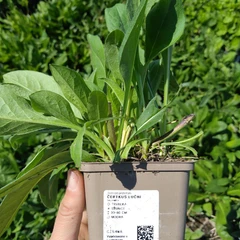 Palánta