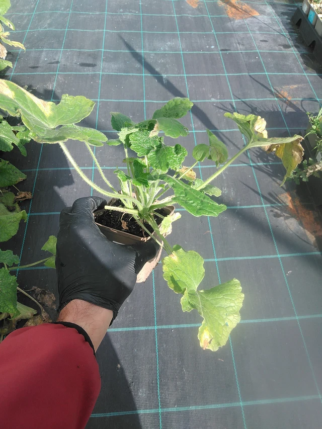 Kesäkuuruoho valkoinen - 13. 10. 2025