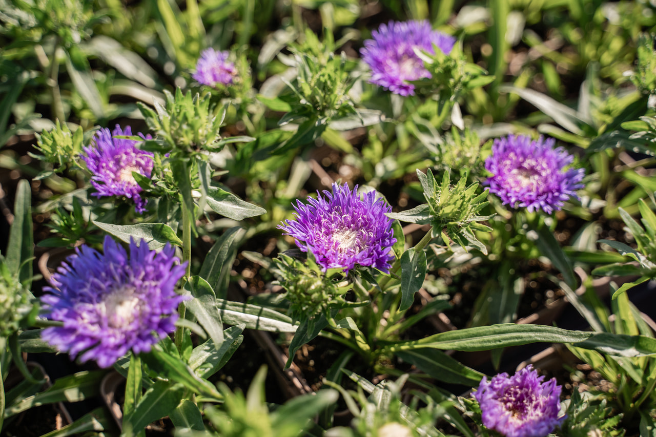 Stokesia Klaus Jelitto, Loukykvět