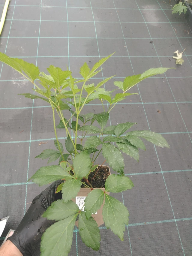 Jaloangervo Europa - 4. 8. 2025