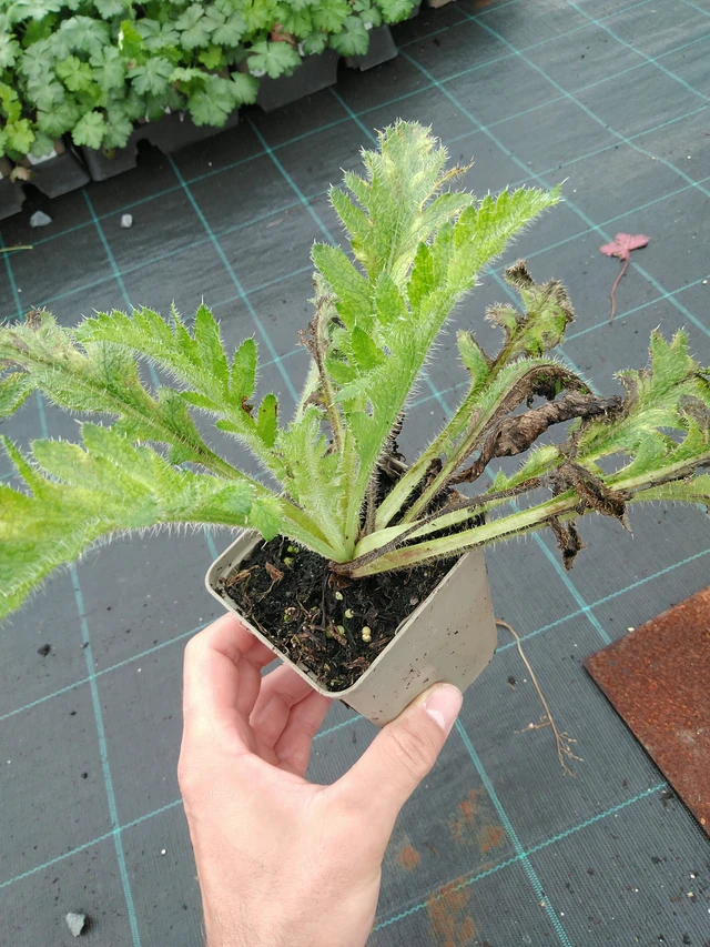 Idänunikko Coral Reef - 28. 7. 2025