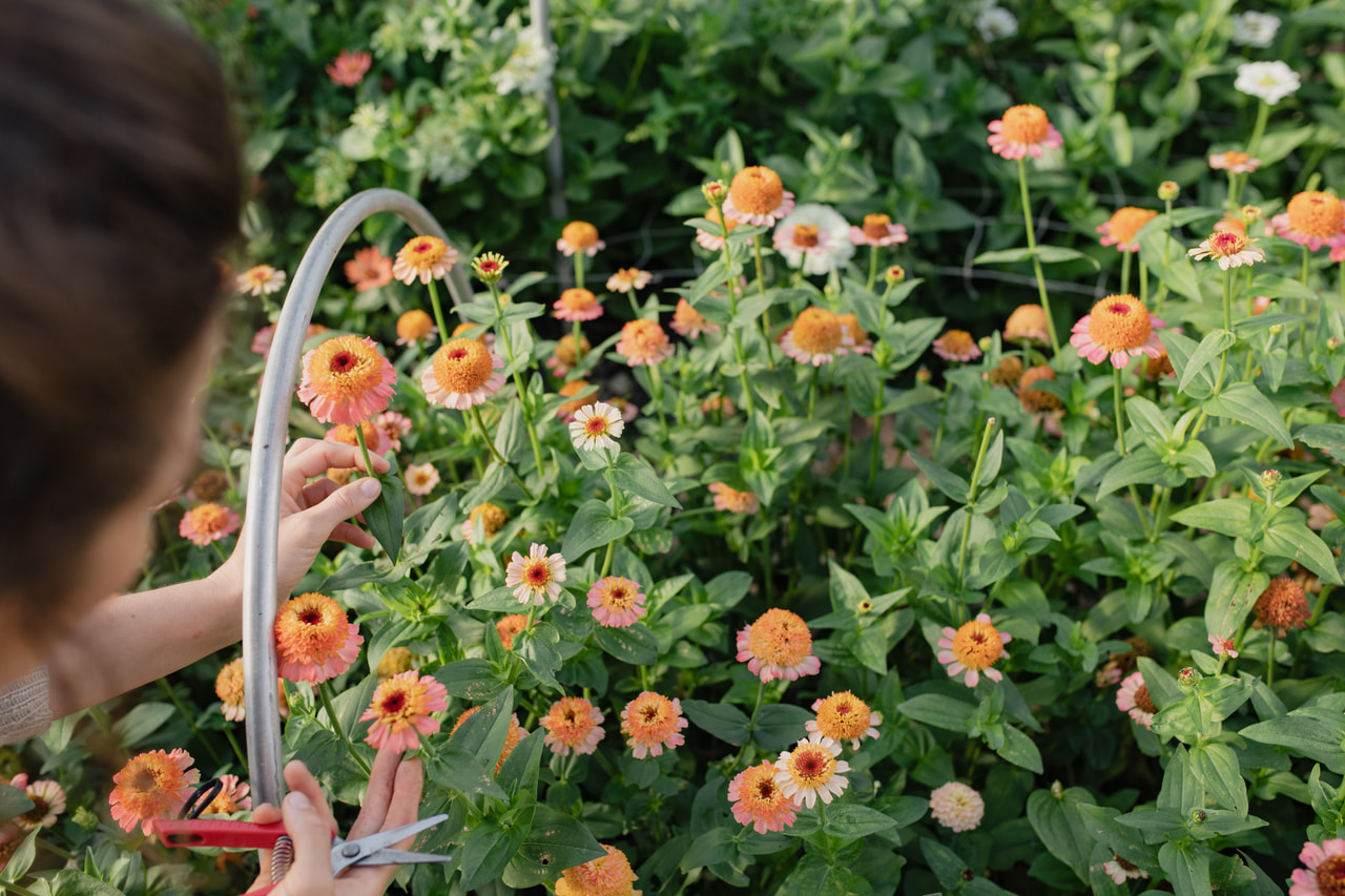 Tsinnia Zinderella Peach, Loukykvět