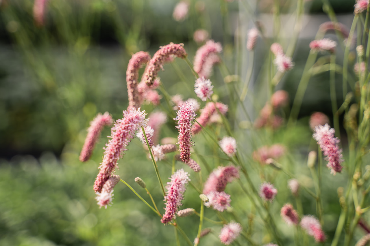Luppio Purple Tails, Loukykvět